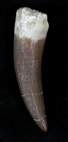 Fossil Plesiosaur Tooth - Morocco #22656